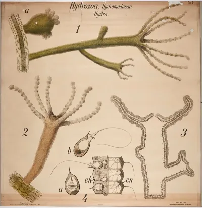 Hydrozoa And Freshwater Polyps