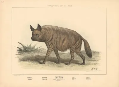 Hyena