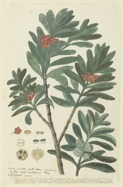 Hyenanche Globosa Lam Or Toxicodendrum Capense Of Globosum Cape Wolvegift