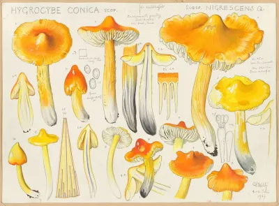 Hygrocybe Conica Scop Subsp Nigrescens Q