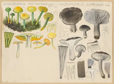 Hygrophorus Psittacinus Hygrophorus Caprinus