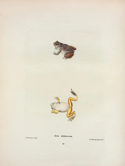 Hyla Delitescens