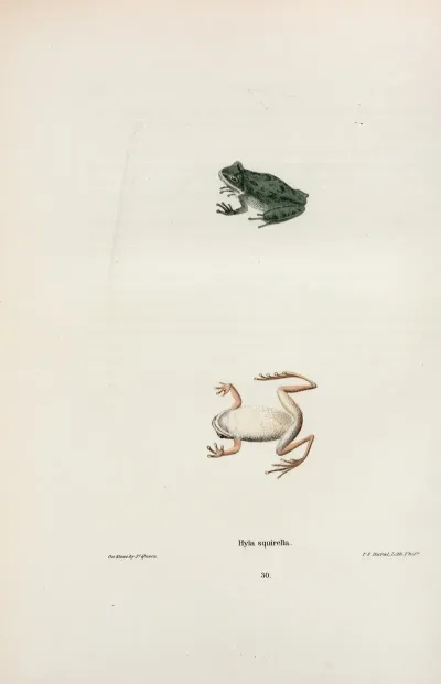 Hyla Squirella