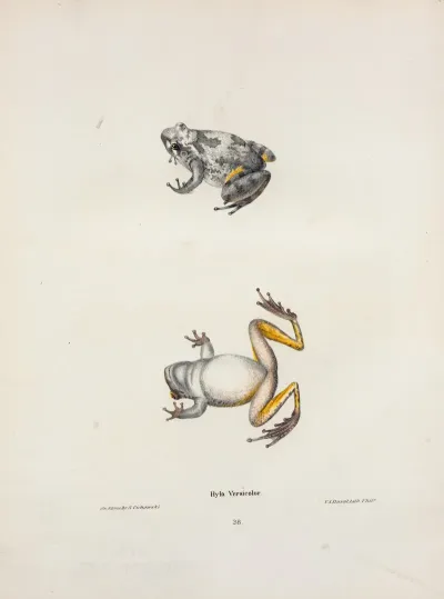 Hyla Versicolor