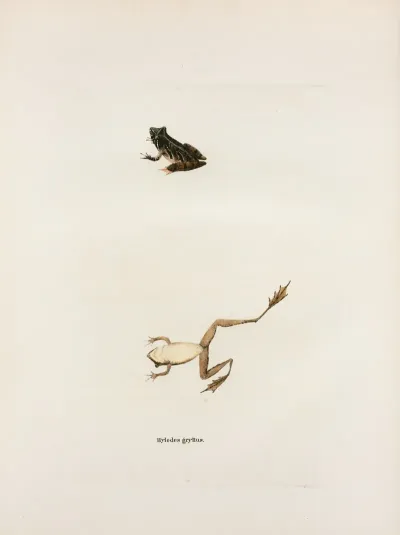 Hylodes Gryllus