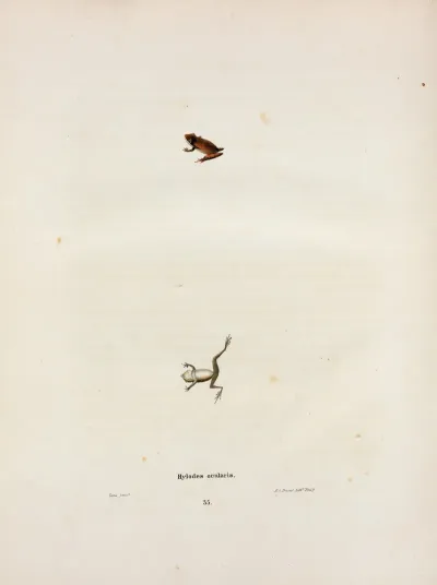 Hylodes Ocularis