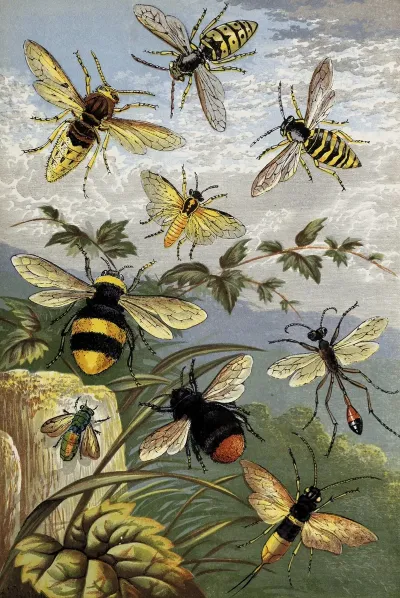Hymenoptera