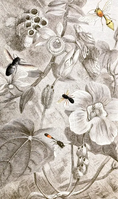 Hymenopteres Pl X