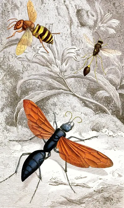 Hymenopteres Pl Xii