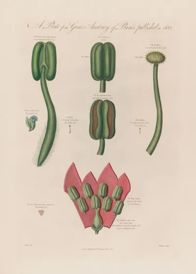 Hyoscyanus And Mesereon