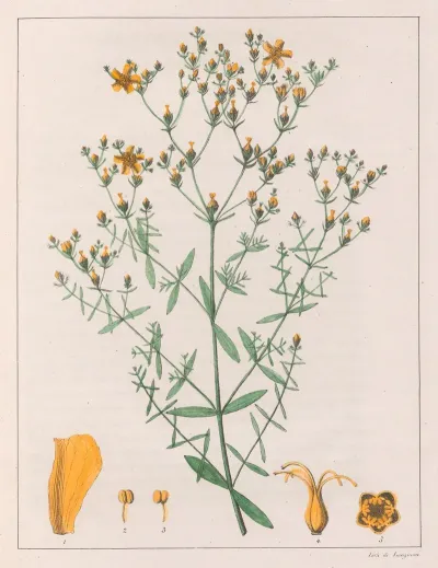 Hypericum Laxiusculum