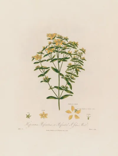 Hypericum Perforatum Or Perforated St Johns Wort