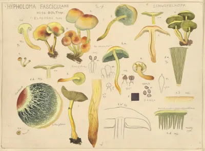 Hypholoma Fasciculare Huds Bolt 1791