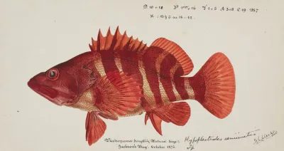 Hypoplectrodes Semicinctum