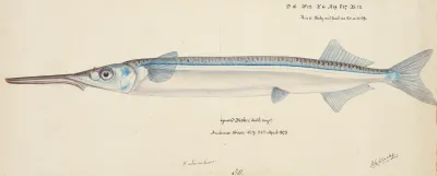 Hyporhamphus Ihi Nz Piper