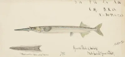 Hyporhamphus Melanochir Tas Southern Sea Garfish
