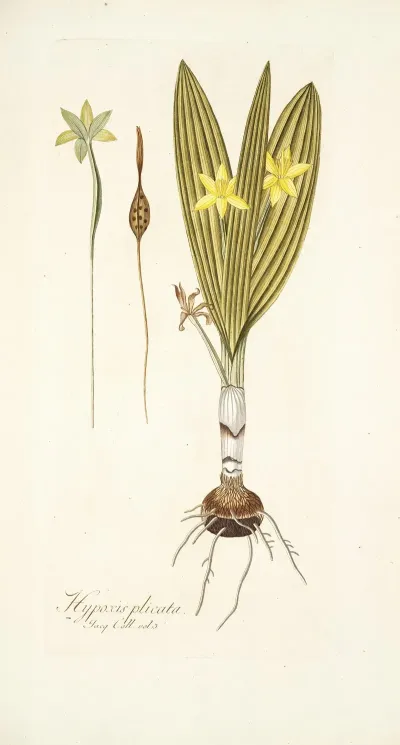 Hypoxis Plicata