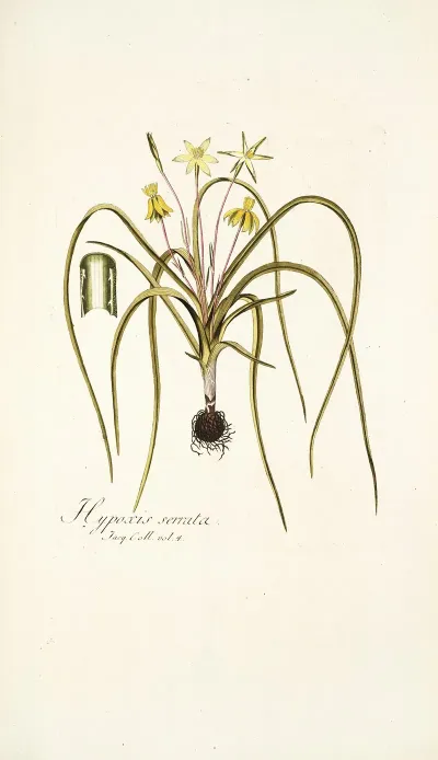 Hypoxis Serrata