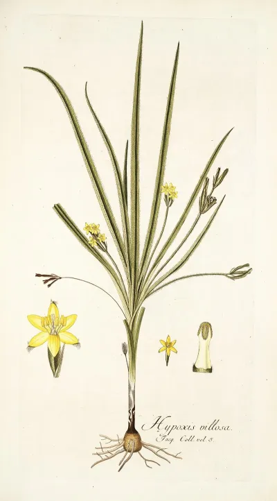 Hypoxis Villosa
