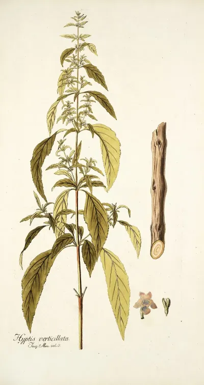 Hyptis Verticillata