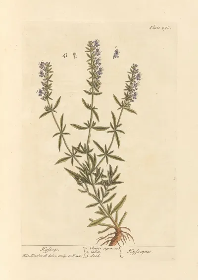 Hyssop