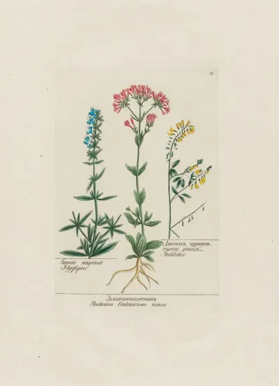 Hyssopus Gentiana Centaurium Minus Melilotus