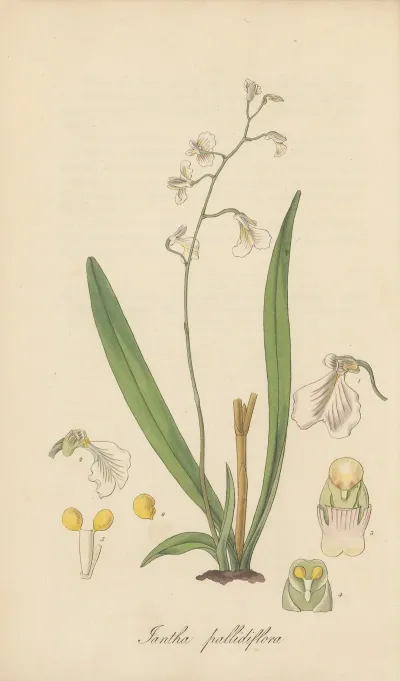 Iantha Pallidiflora