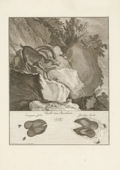 Ibex