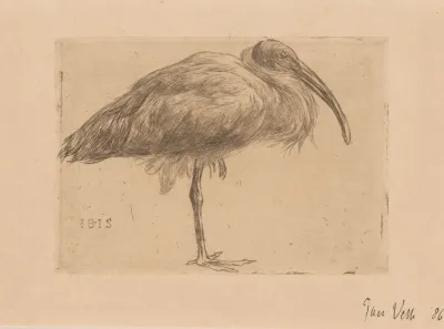 Ibis