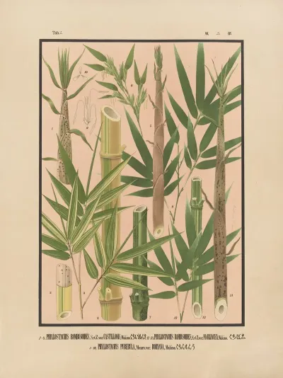 Icones Of The Bamboos Of Japan Nihon Chikurui Zufu Pl 02