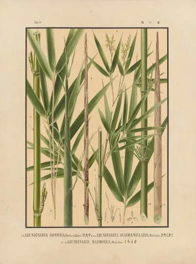 Icones Of The Bamboos Of Japan Nihon Chikurui Zufu Pl 04