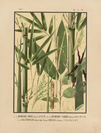 Icones Of The Bamboos Of Japan Nihon Chikurui Zufu Pl 07