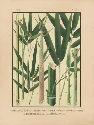 Icones Of The Bamboos Of Japan Nihon Chikurui Zufu Pl 09