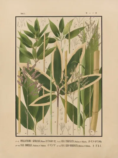 Icones Of The Bamboos Of Japan Nihon Chikurui Zufu Pl 11