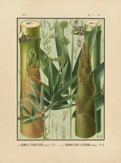 Icones Of The Bamboos Of Japan Nihon Chikurui Zufu Pl 12