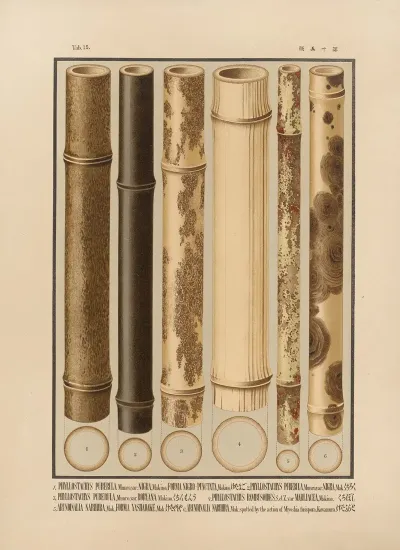 Icones Of The Bamboos Of Japan Nihon Chikurui Zufu Pl 15