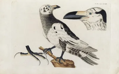 Icones Rerum Naturalium Ou Figures Enluminees Dhistoire Naturelle Du Nord Pl 08