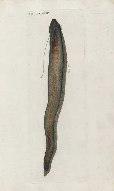 Icones Rerum Naturalium Ou Figures Enluminees Dhistoire Naturelle Du Nord Pl 11
