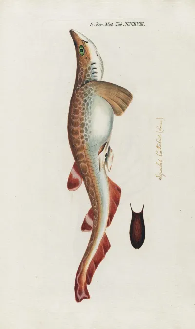 Icones Rerum Naturalium Ou Figures Enluminees Dhistoire Naturelle Du Nord Pl 38