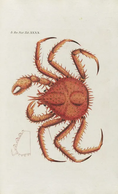 Icones Rerum Naturalium Ou Figures Enluminees Dhistoire Naturelle Du Nord Pl 40
