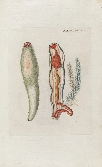 Icones Rerum Naturalium Ou Figures Enluminees Dhistoire Naturelle Du Nord Pl 45