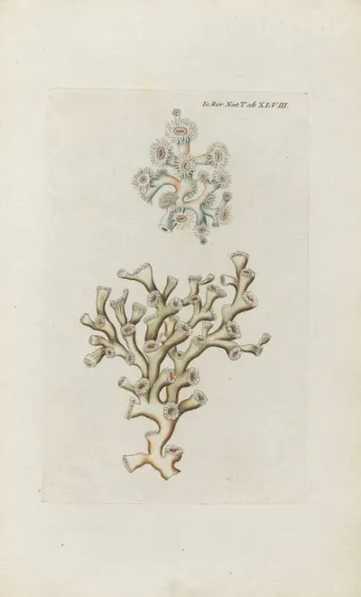 Icones Rerum Naturalium Ou Figures Enluminees Dhistoire Naturelle Du Nord Pl 48