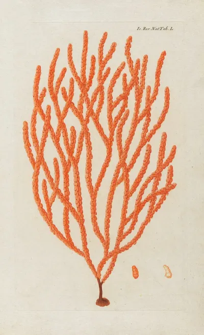 Icones Rerum Naturalium Ou Figures Enluminees Dhistoire Naturelle Du Nord Pl 50