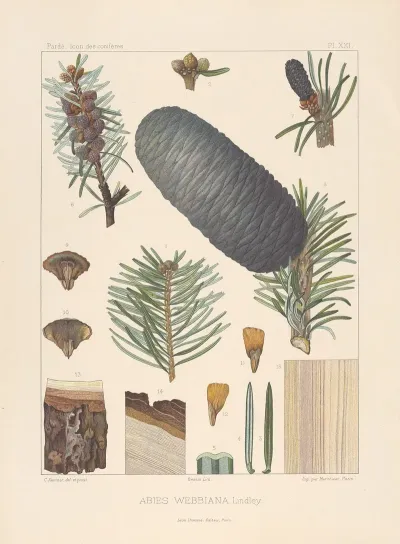 Iconographie Des Coniferes Pl 01