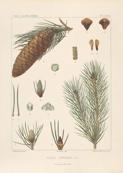 Iconographie Des Coniferes Pl 02