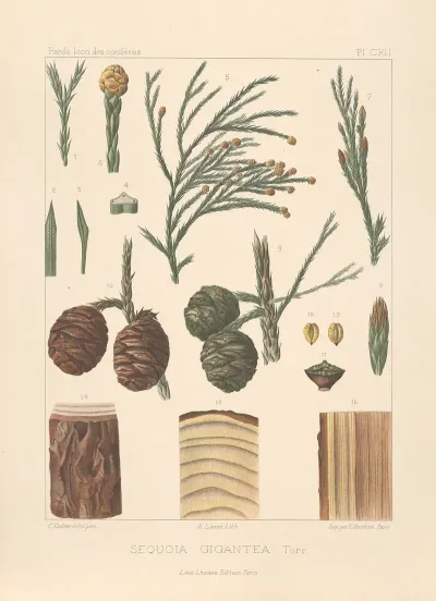 Iconographie Des Coniferes Pl 04