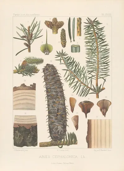 Iconographie Des Coniferes Pl 07