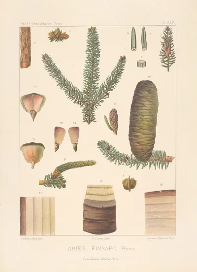 Iconographie Des Coniferes Pl 08