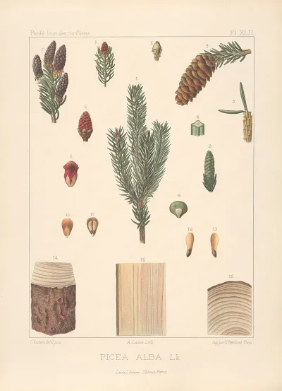 Iconographie Des Coniferes Pl 09