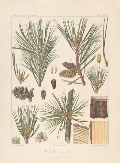 Iconographie Des Coniferes Pl 10